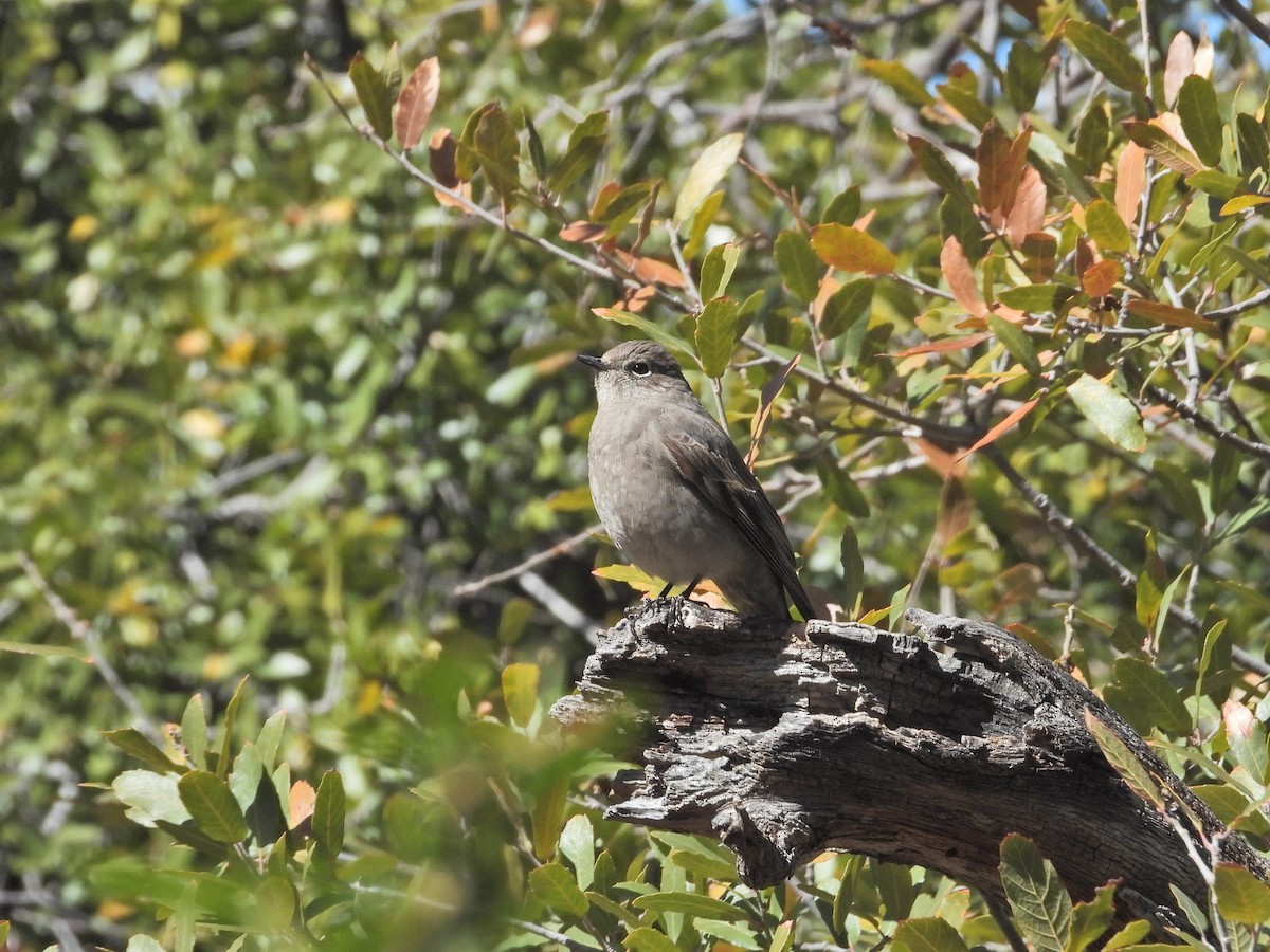 Townsend's Solitaire - ML616306529