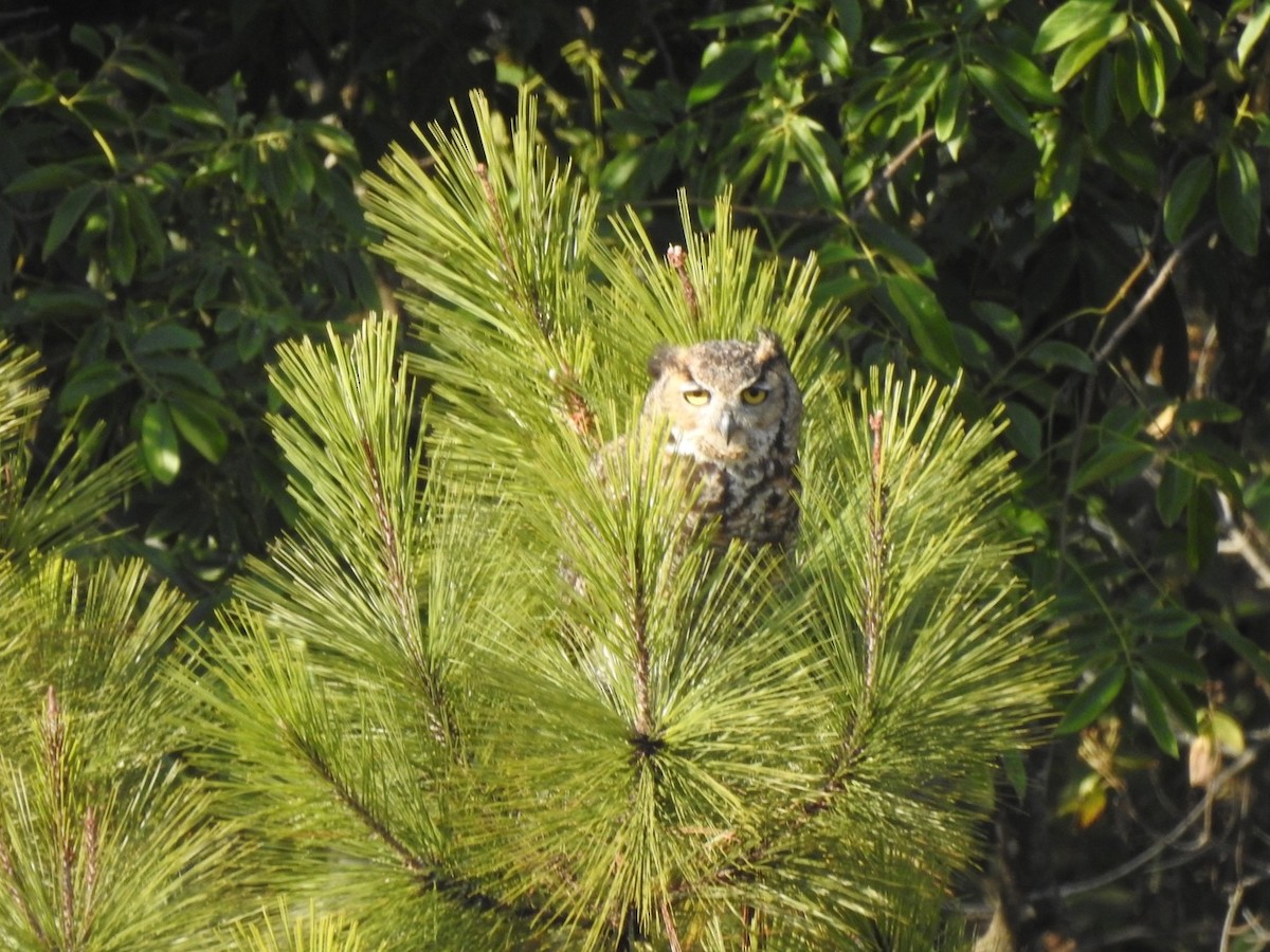 Great Horned Owl - ML616306561