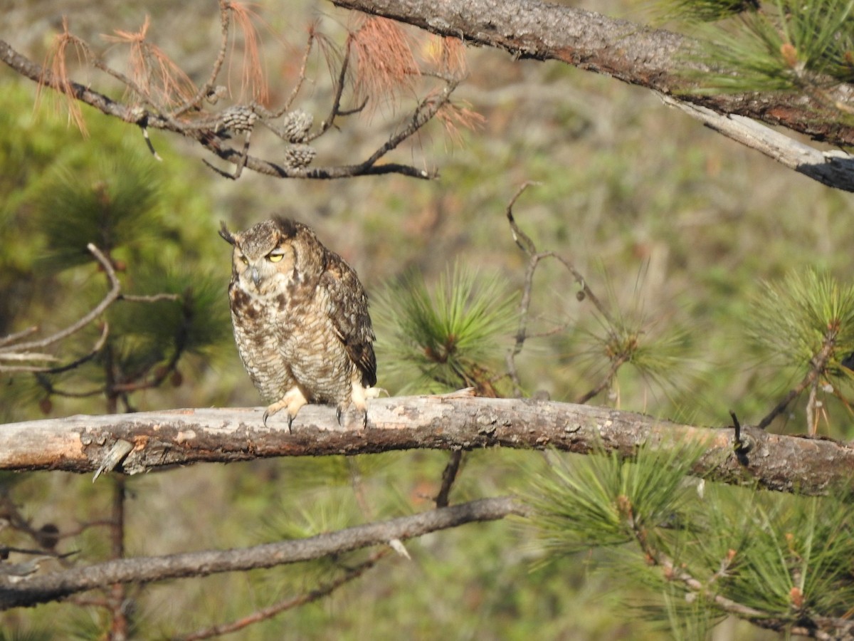 Great Horned Owl - Roberto Downing