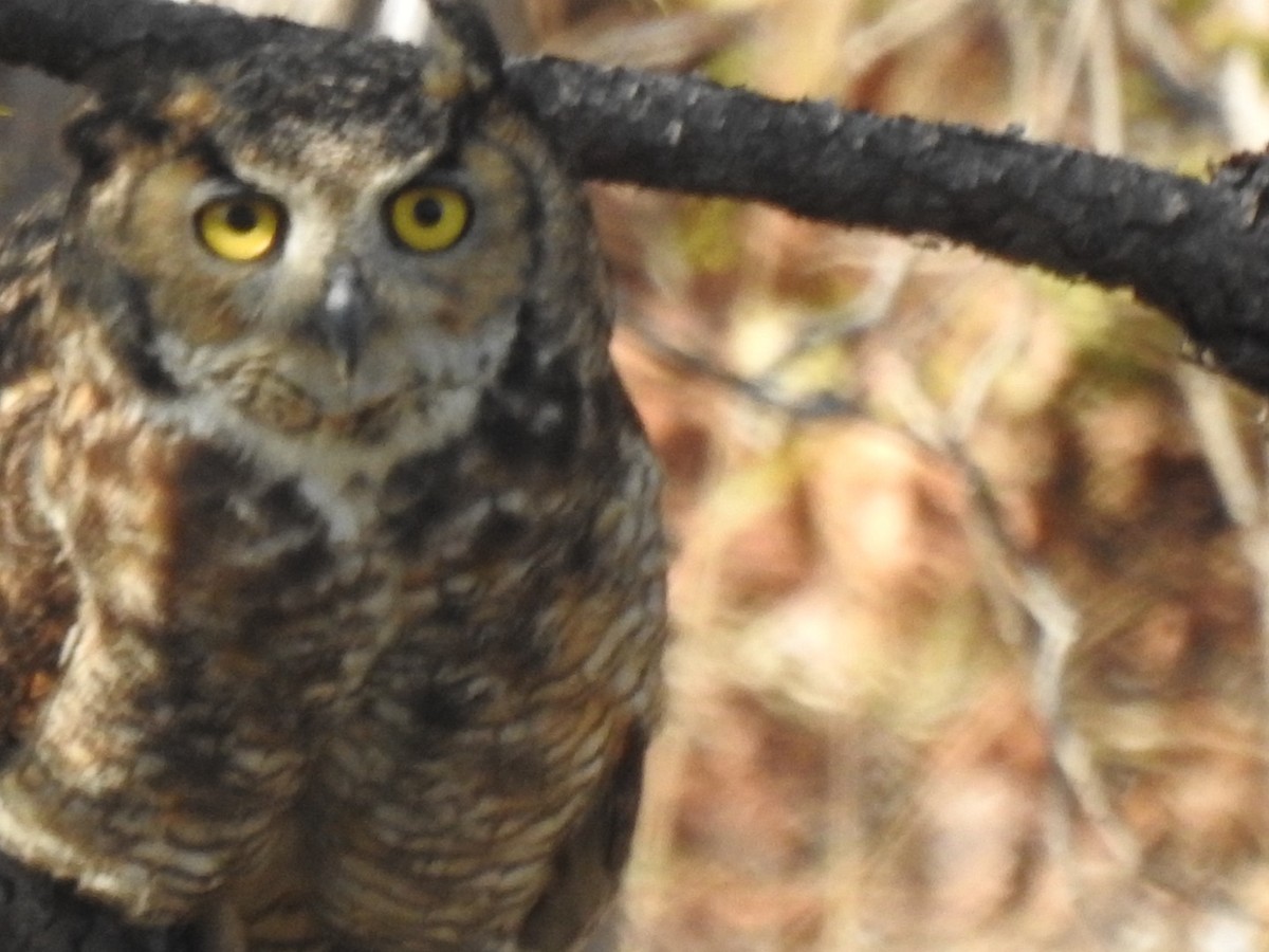 Great Horned Owl - ML616306563