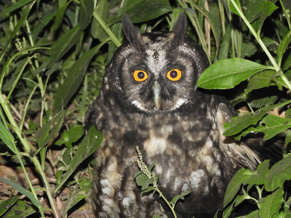 Stygian Owl - Pablo Mealla