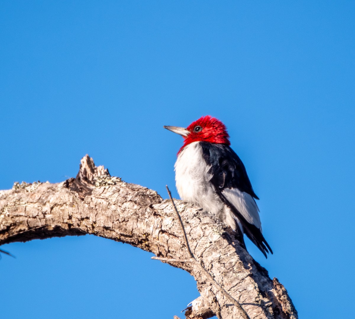 Red-headed Woodpecker - ML616306675