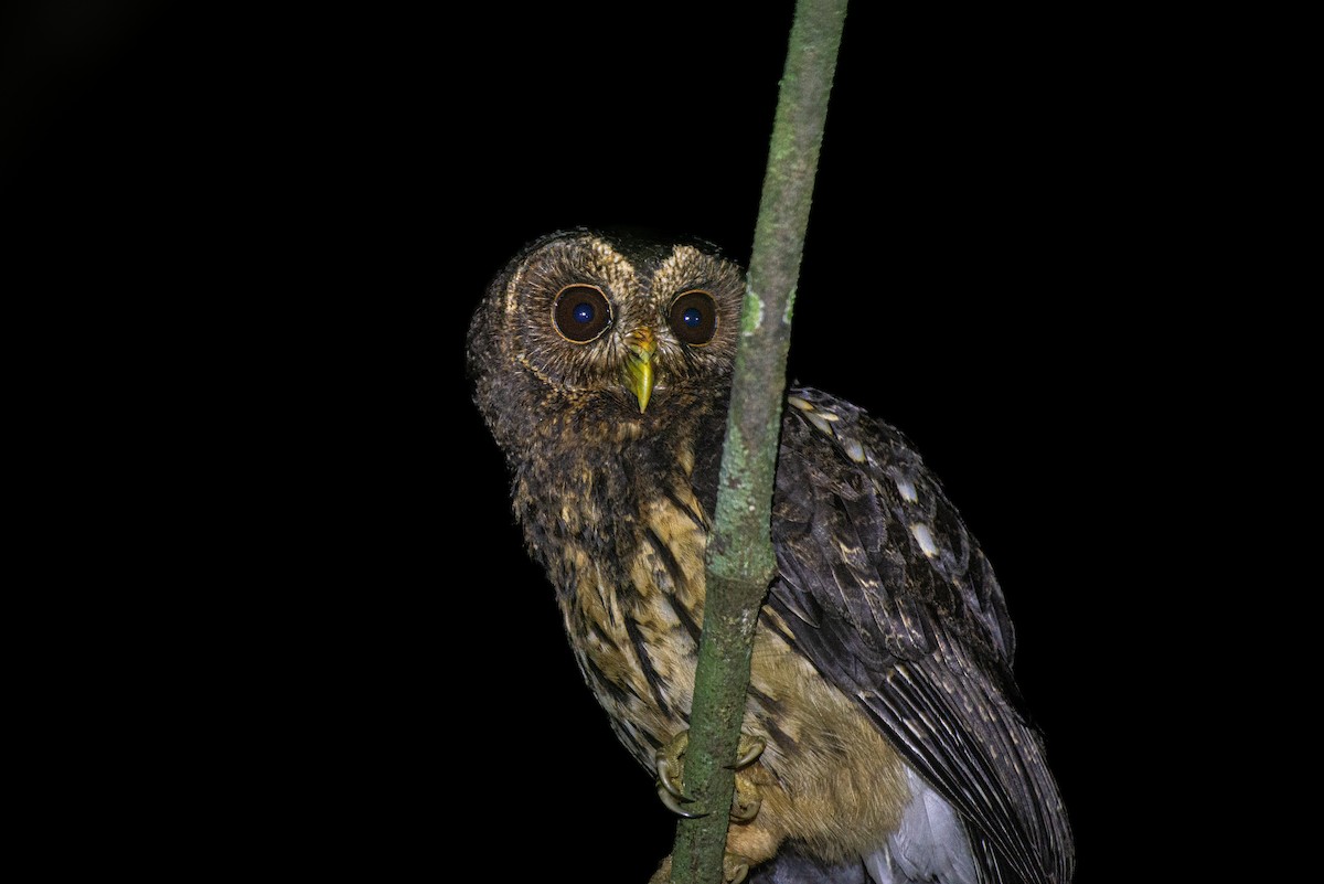 Mottled Owl - ML616306805