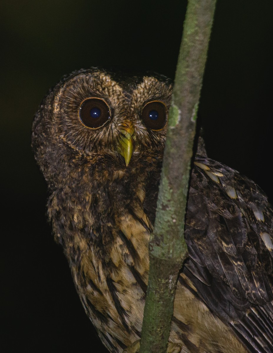Mottled Owl - ML616306815