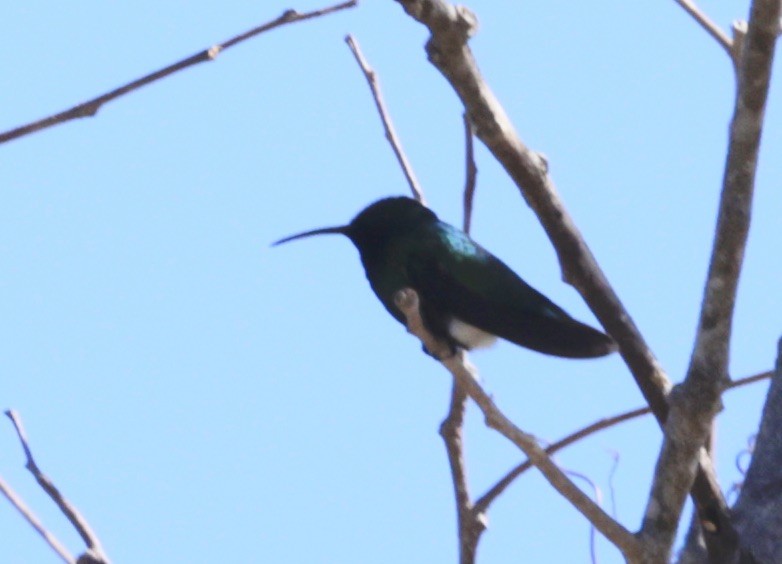 kolibřík panamský - ML616306857