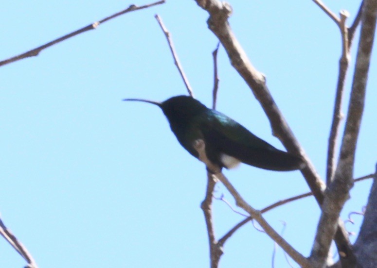 kolibřík panamský - ML616306863