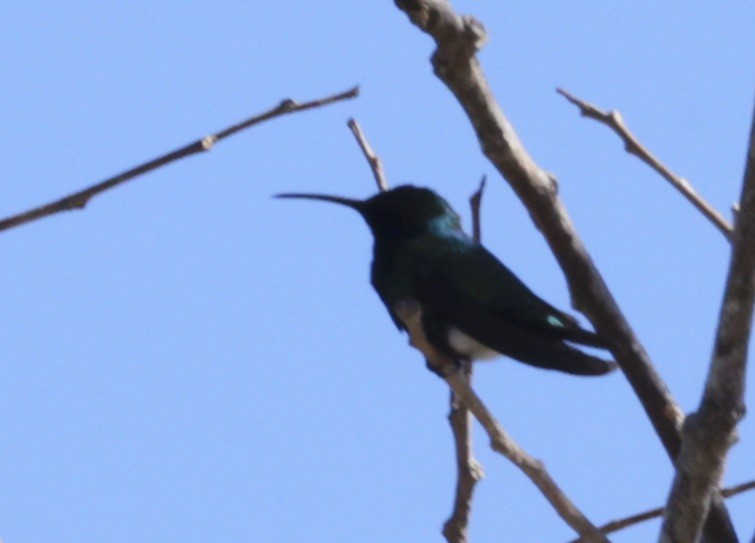 kolibřík panamský - ML616306870