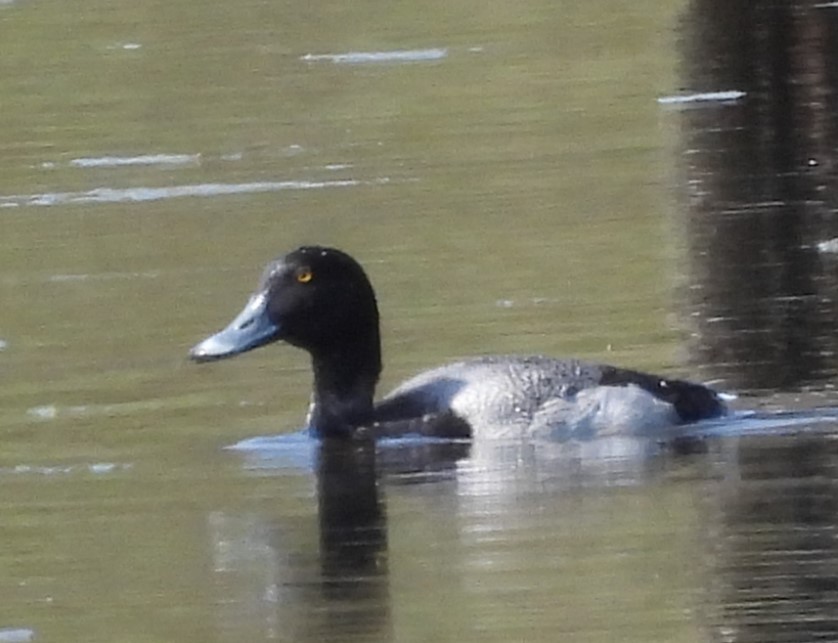 Greater Scaup - ML616306919