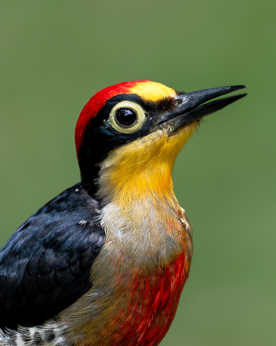Yellow-fronted Woodpecker - ML616306966