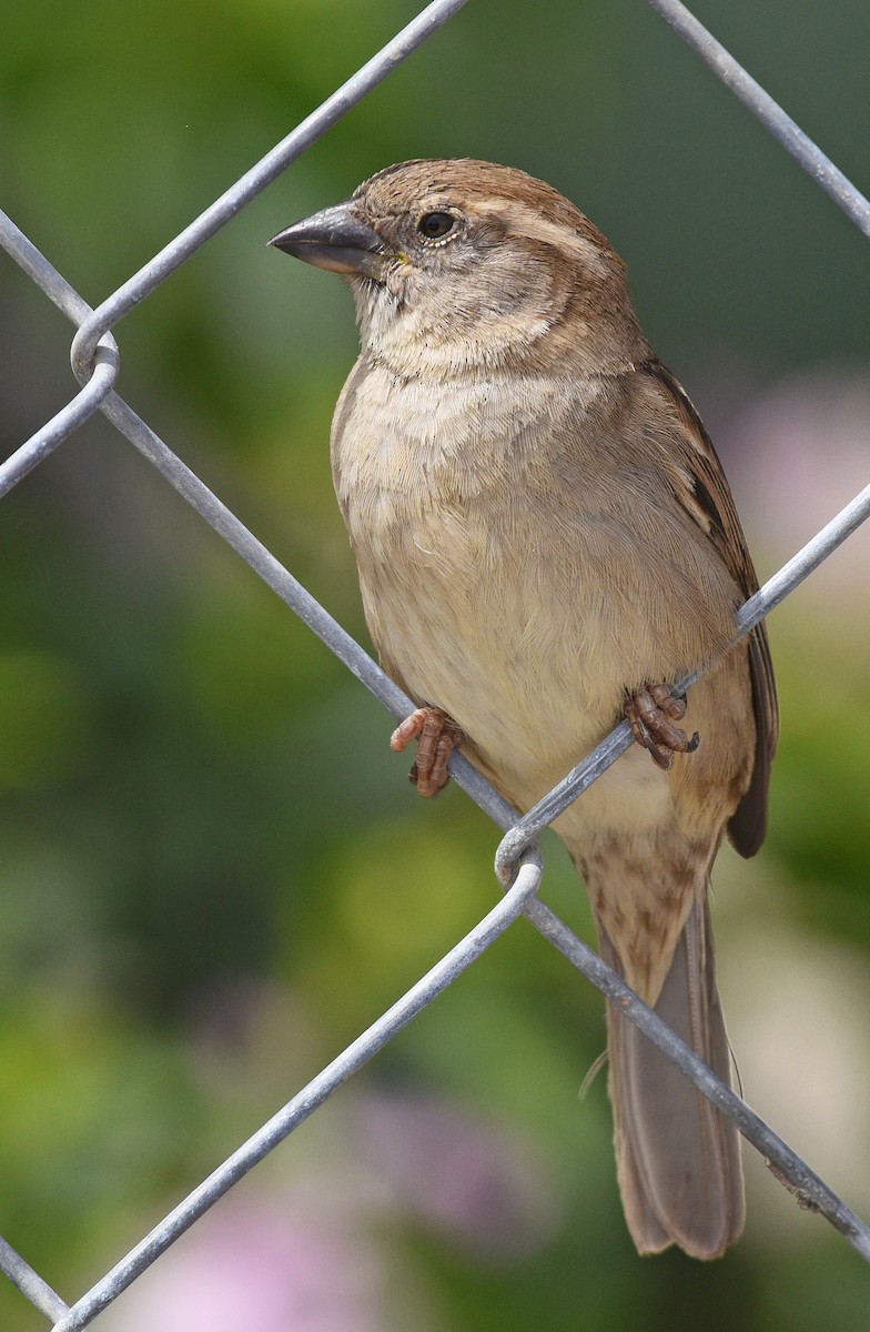 House Sparrow - ML616306976