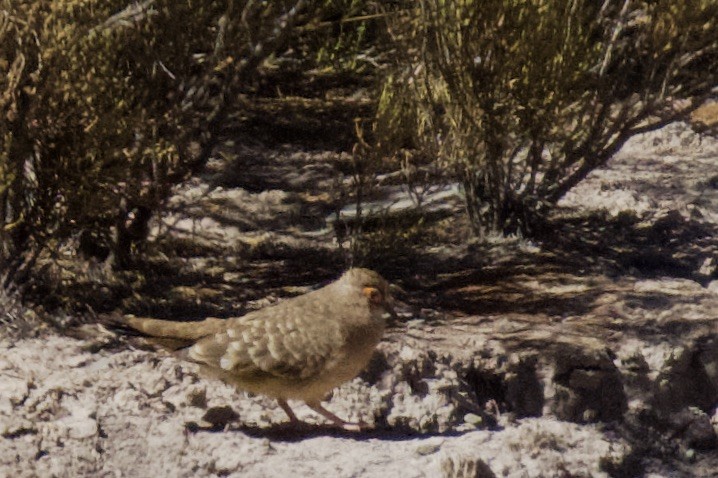 Bare-faced Ground Dove - ML616306996