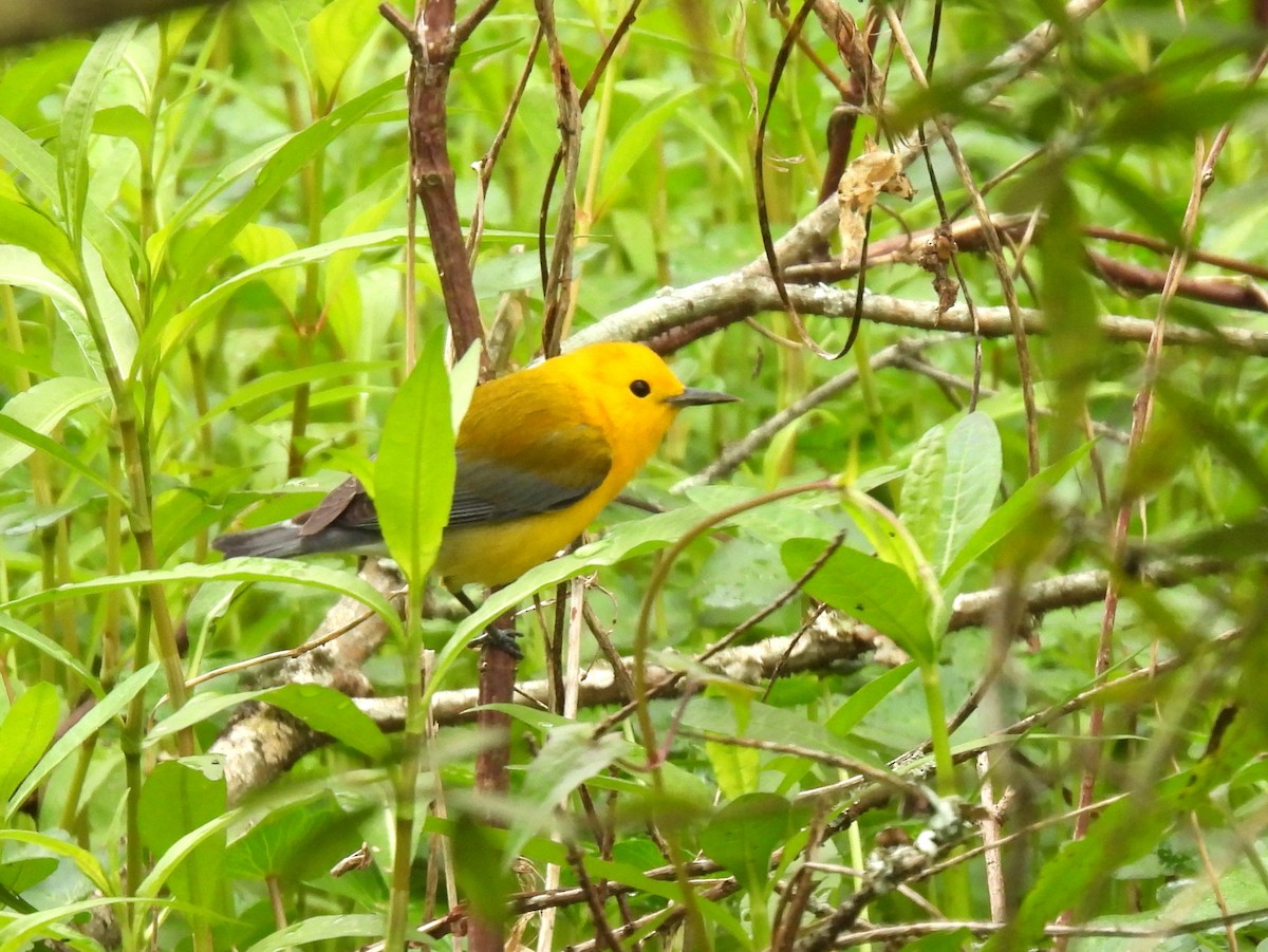 Prothonotary Warbler - ML616307158