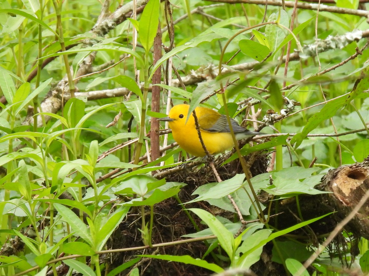 Prothonotary Warbler - ML616307159