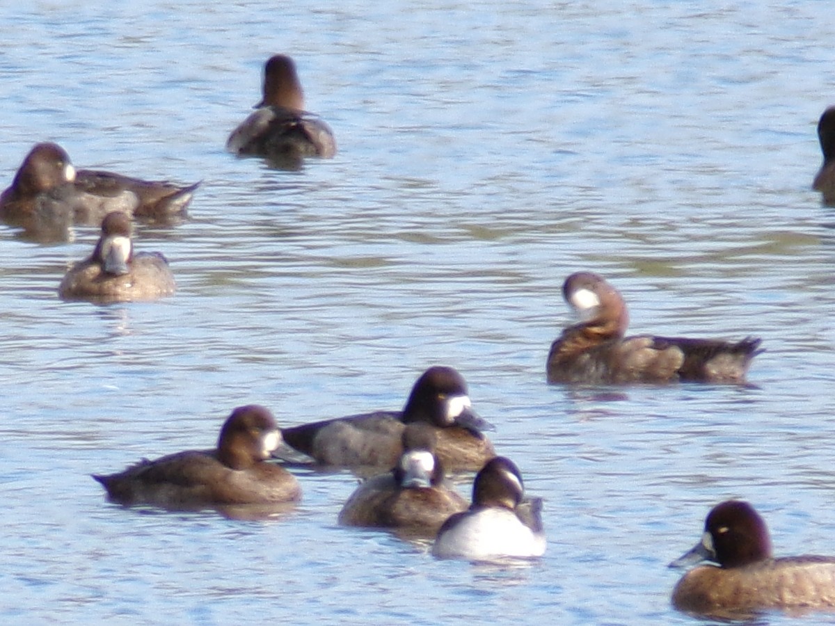 Greater Scaup - ML616307164