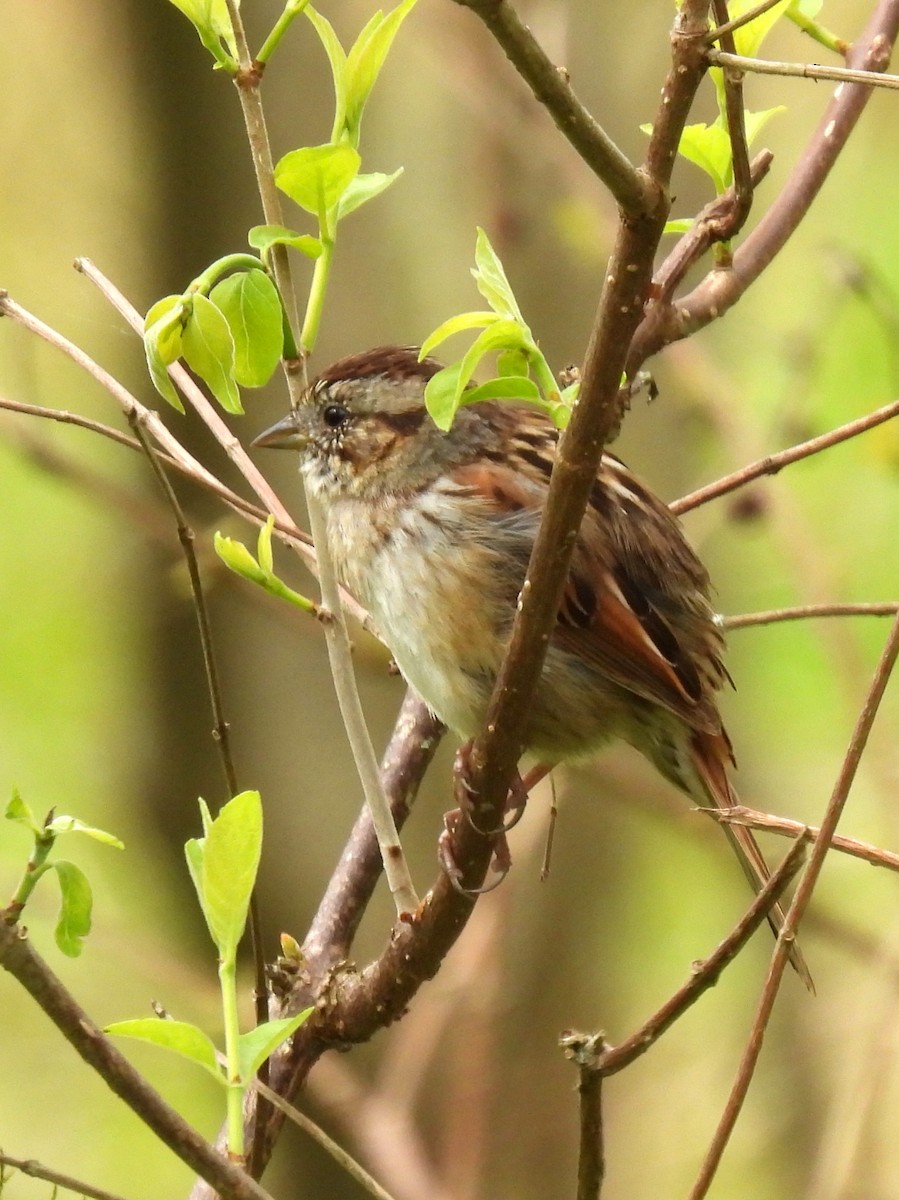 Swamp Sparrow - Jane Patterson