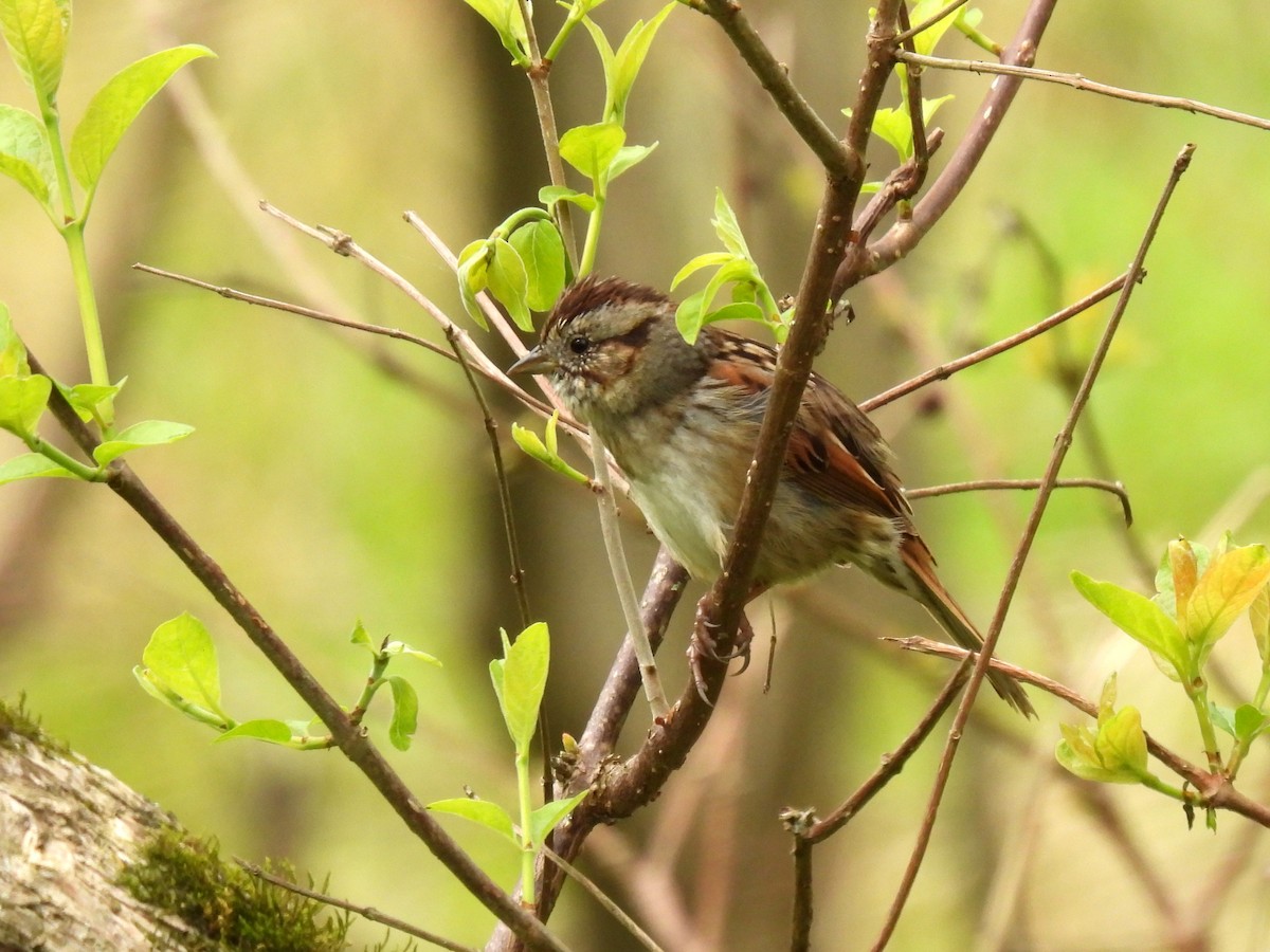 Swamp Sparrow - ML616307176