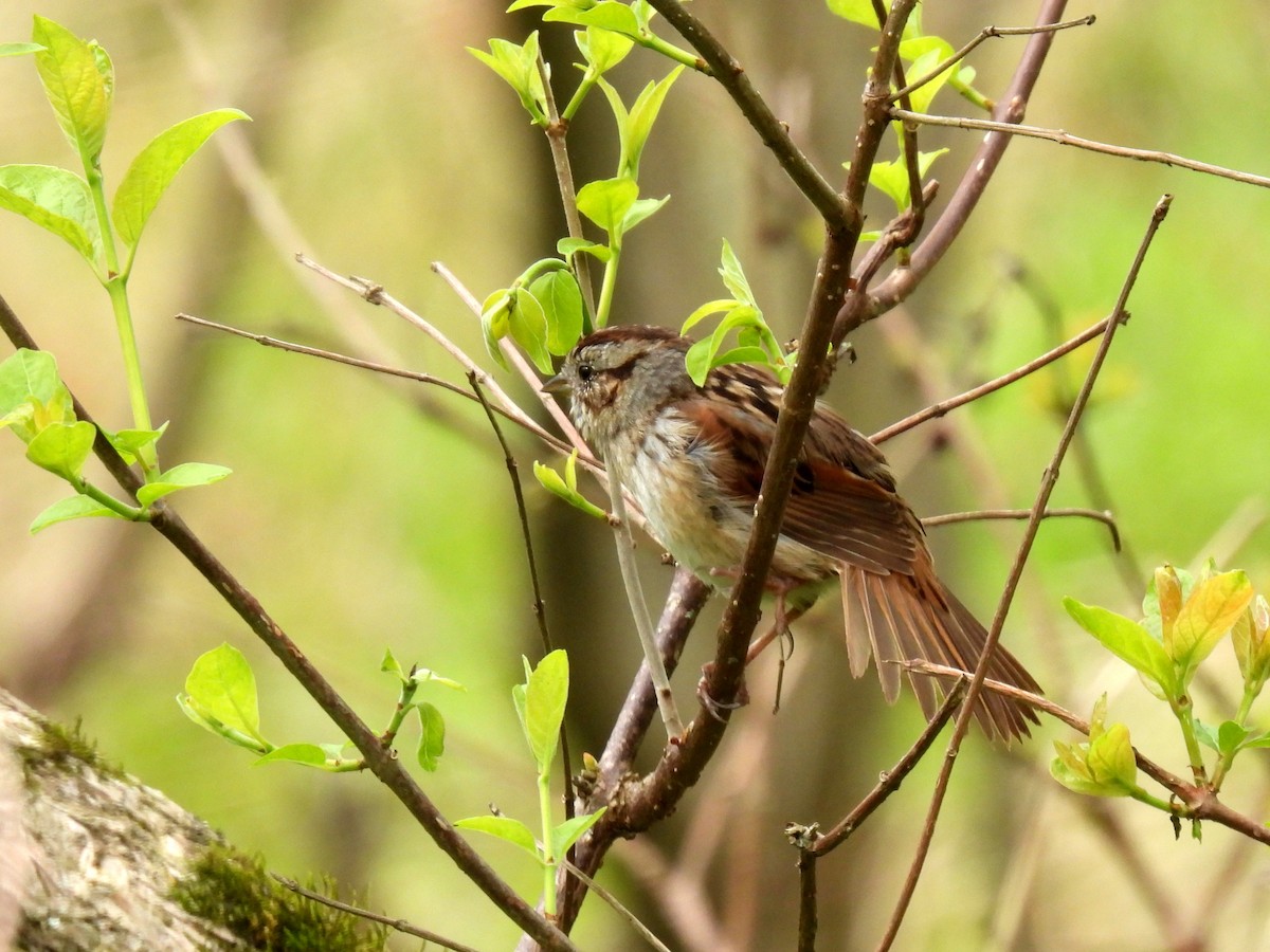 Swamp Sparrow - ML616307177