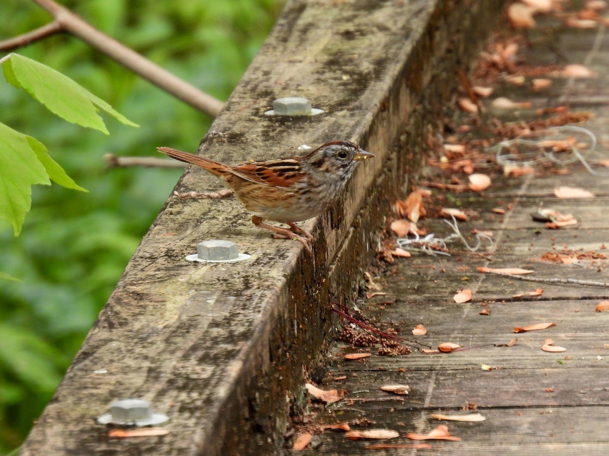 Swamp Sparrow - ML616307178