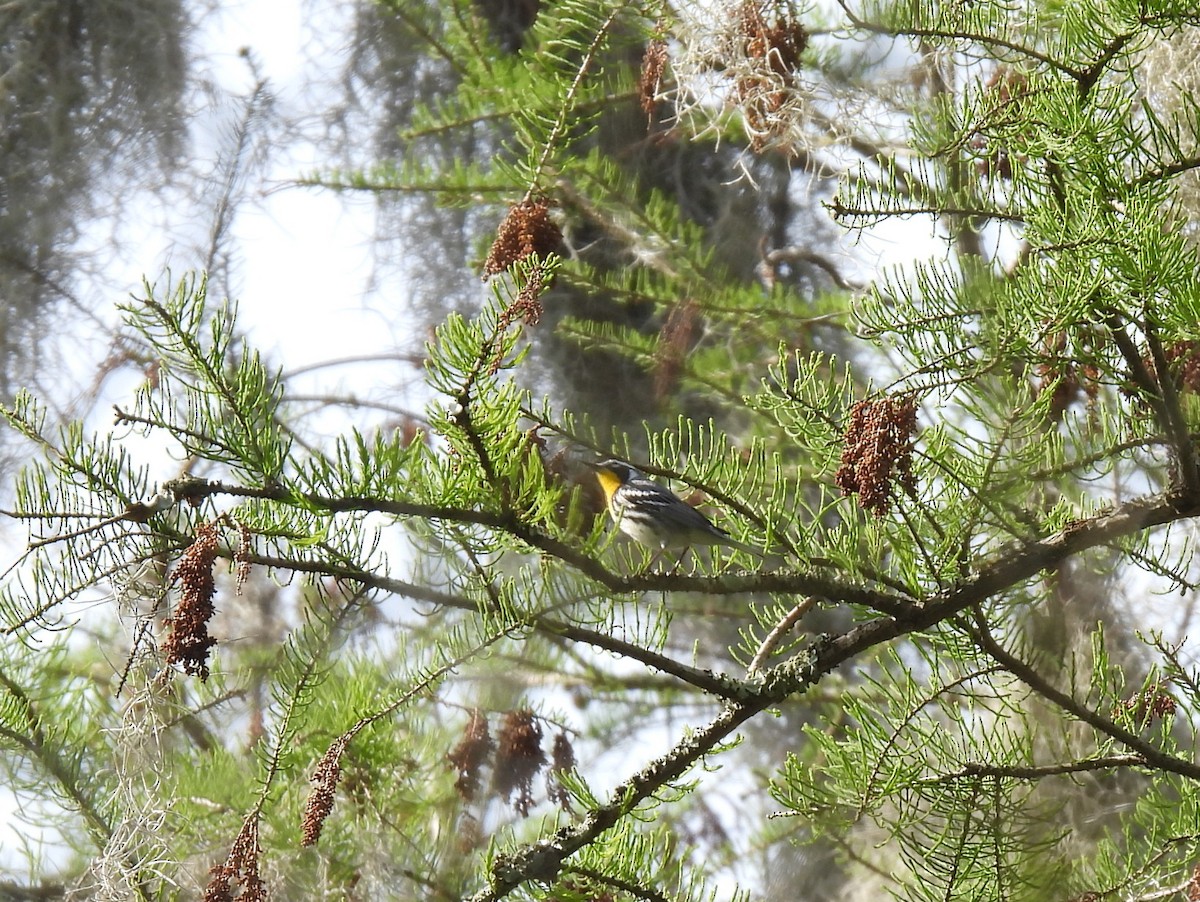 Yellow-throated Warbler - ML616307197