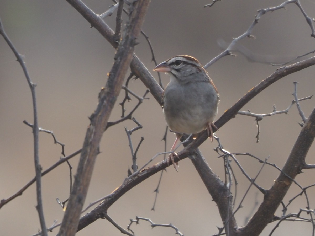 Cinnamon-tailed Sparrow - ML616307328