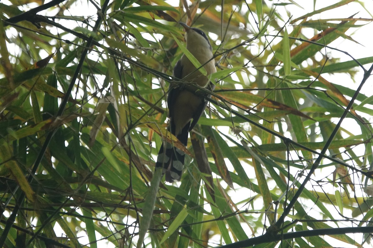 Mangrove Cuckoo - ML616307425