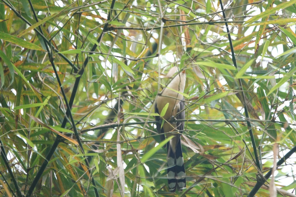 Mangrove Cuckoo - ML616307437