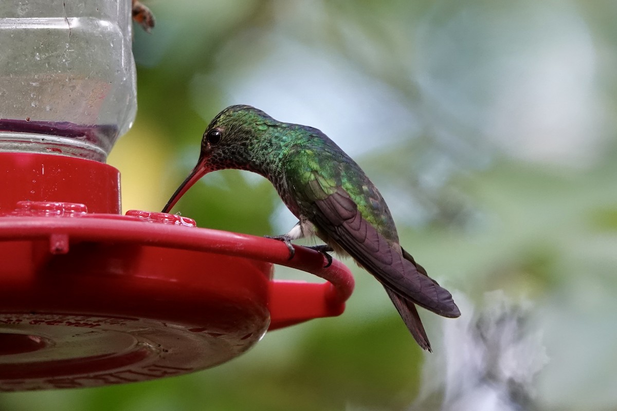 Rufous-tailed Hummingbird - Elizabeth Szekeres