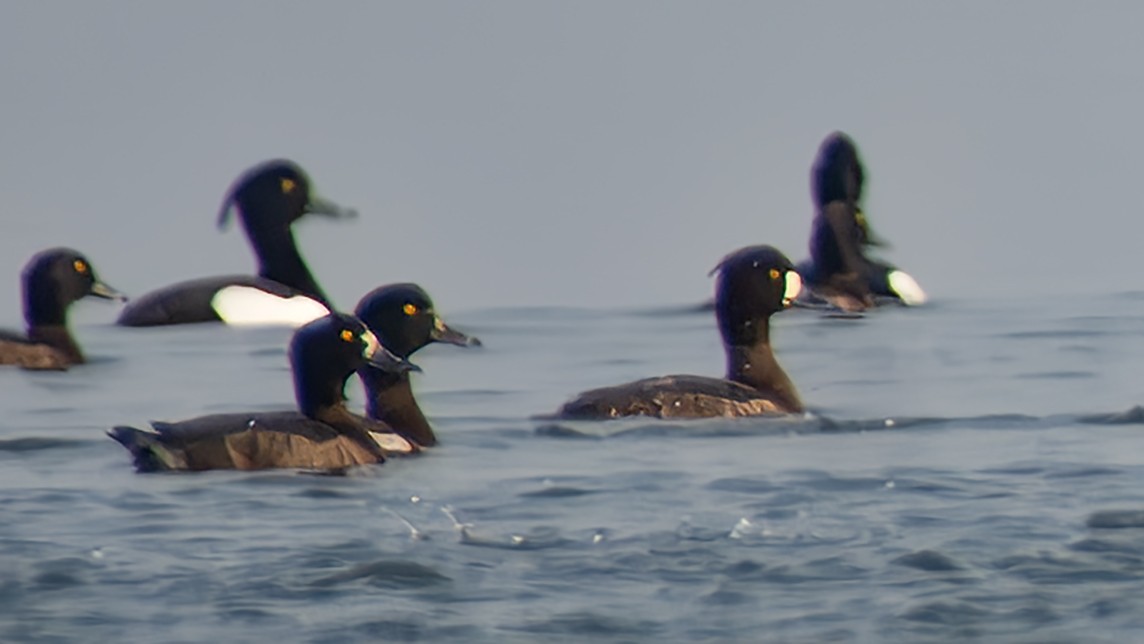 Tufted Duck - ML616307554