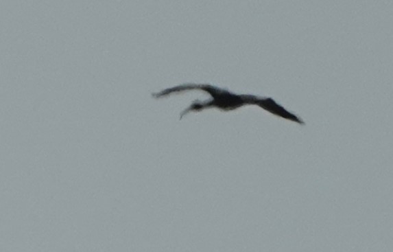 ibis andský - ML616307890