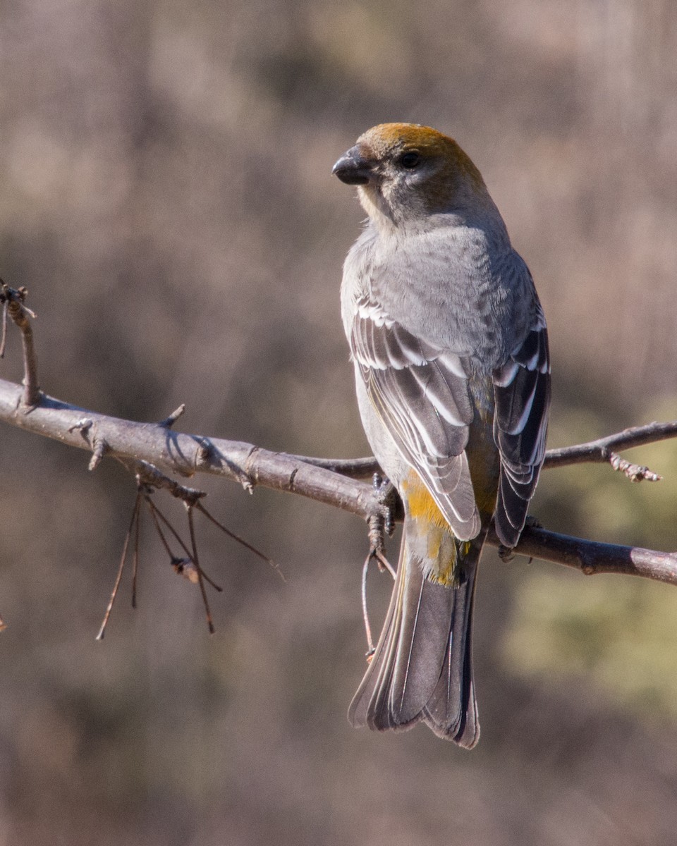 eBird Checklist - 21 Mar 2024 - 191 Fish Hatchery Road Dorion - 16 ...