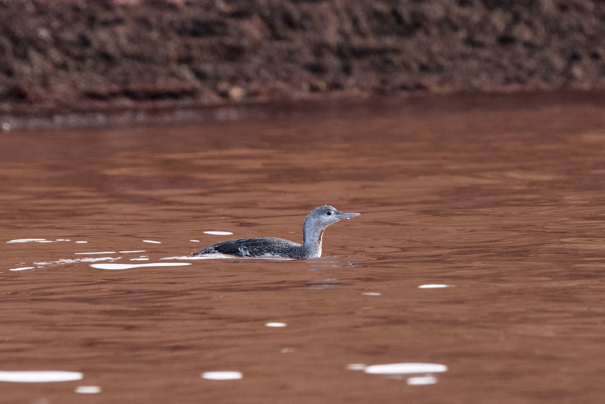 Red-throated Loon - ML616308088