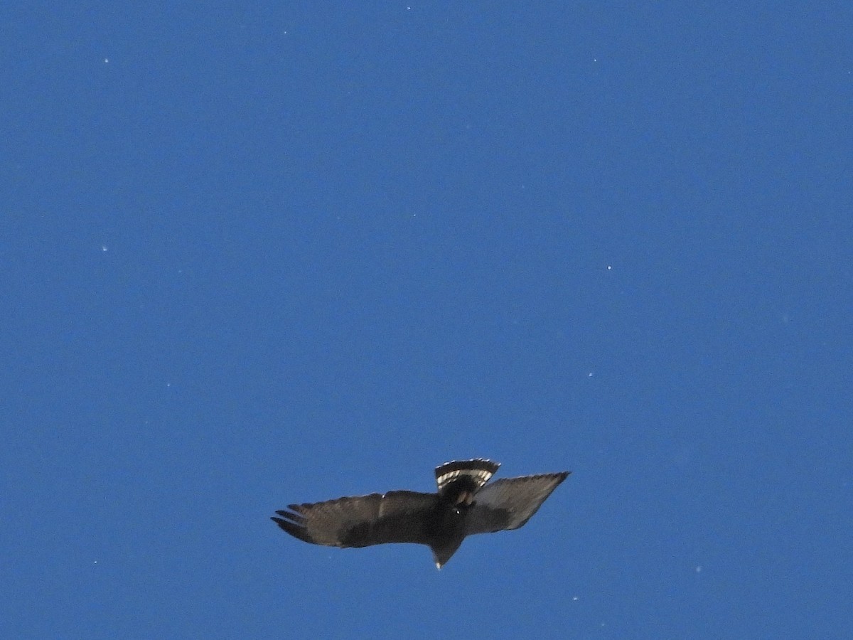 Zone-tailed Hawk - ML616308145