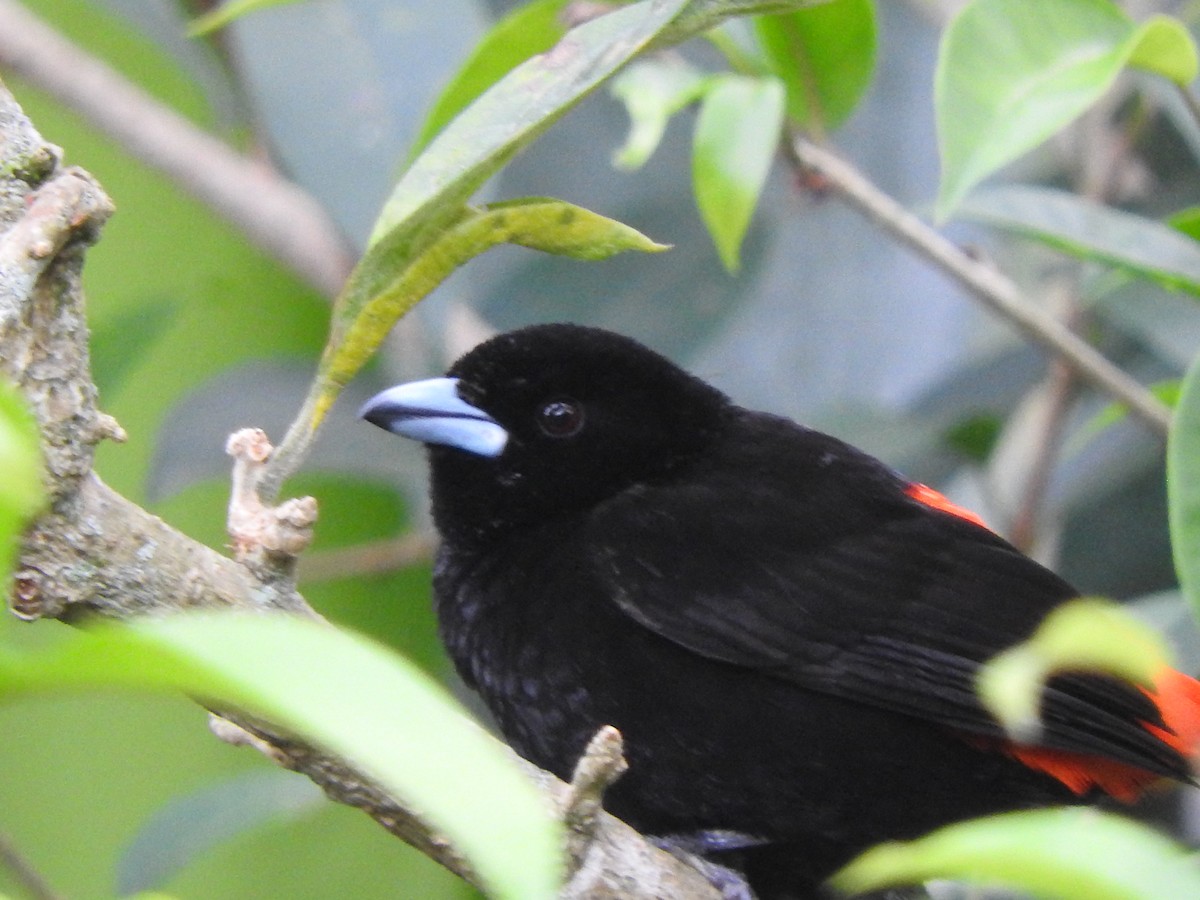 Scarlet-rumped Tanager - ML616308367