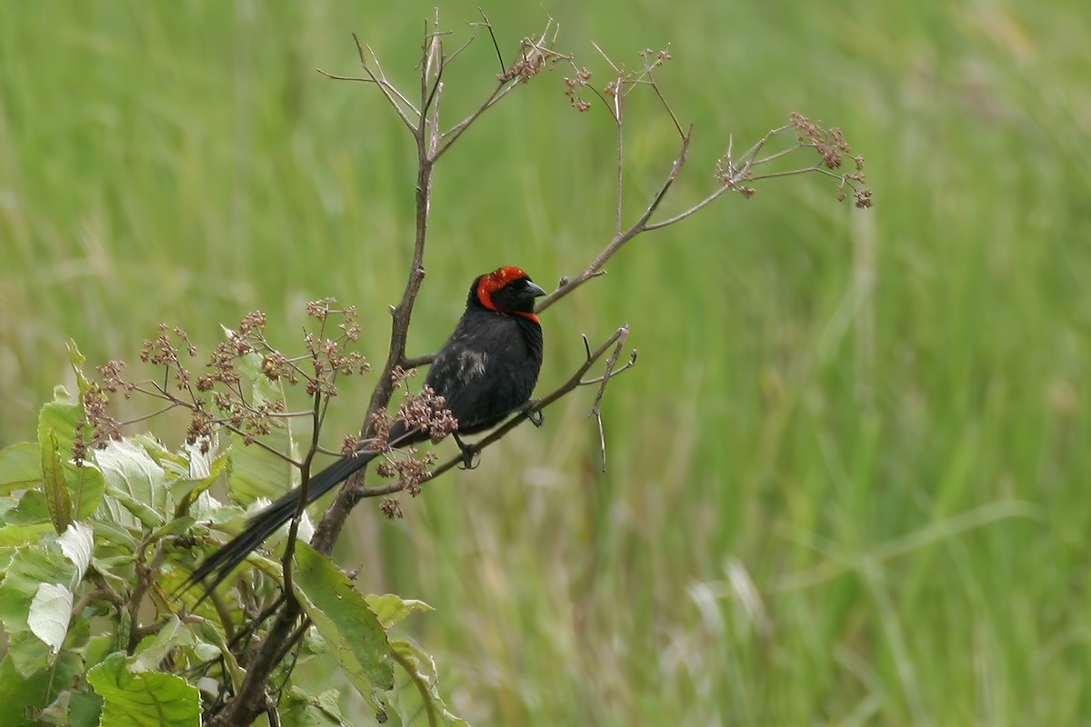 Red-cowled Widowbird - ML616308608