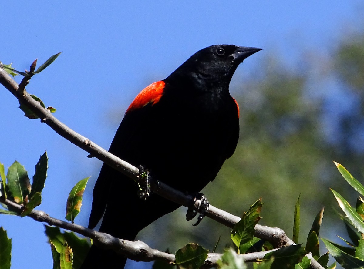 Red-winged Blackbird - Diane Rose