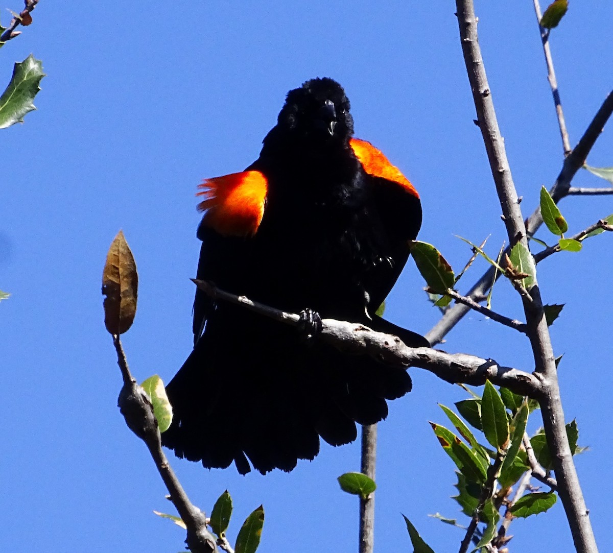 Red-winged Blackbird - ML616308894