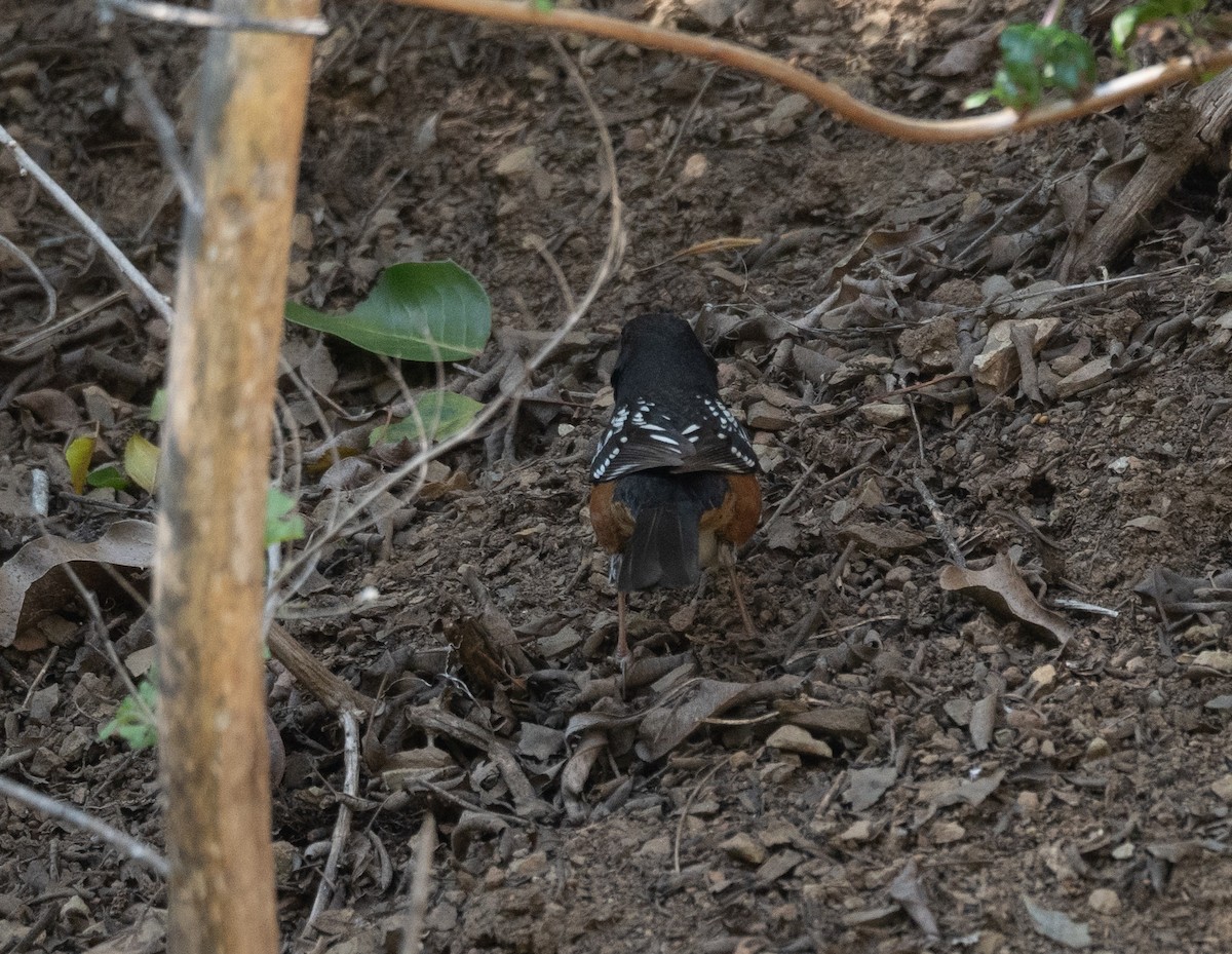 Spotted Towhee - ML616308896
