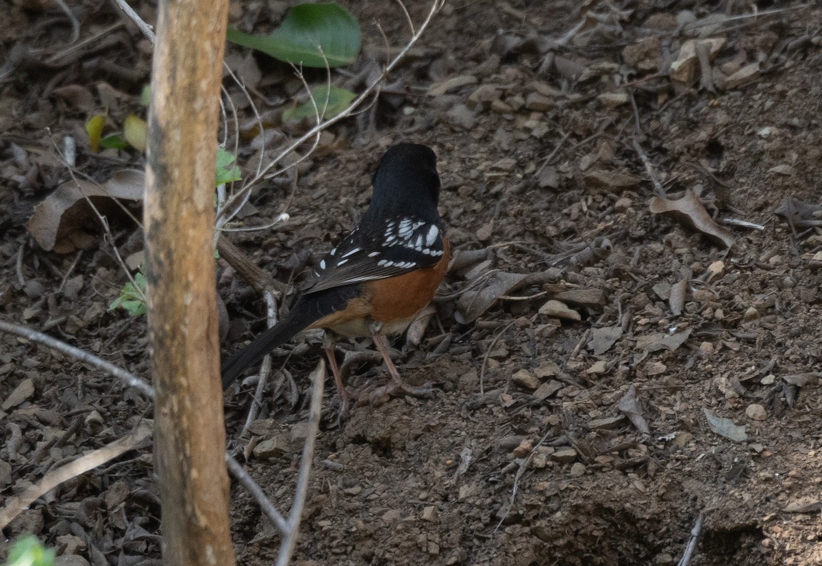 Spotted Towhee - ML616308897