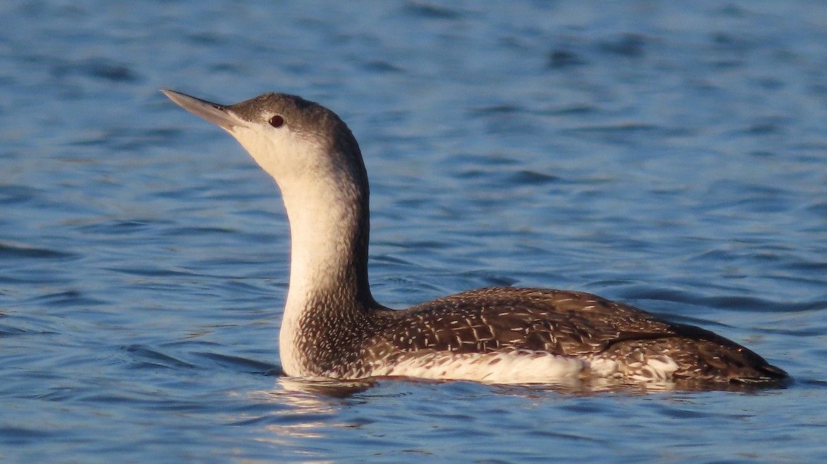 Red-throated Loon - ML616309043