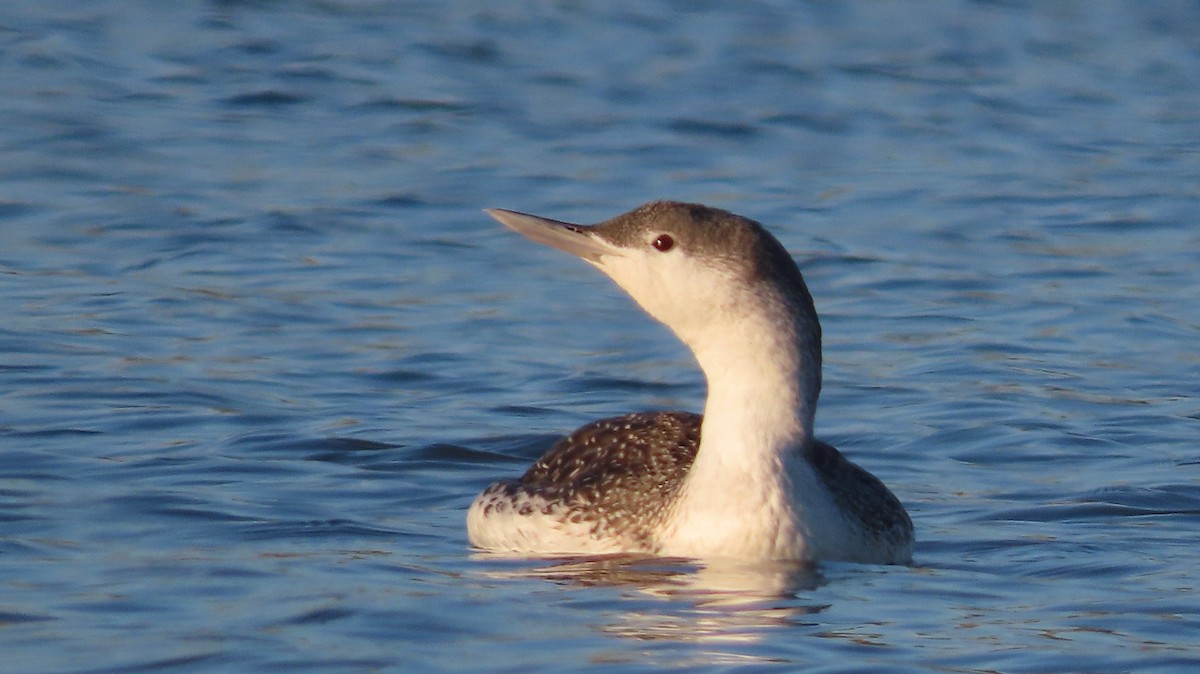 Red-throated Loon - ML616309072