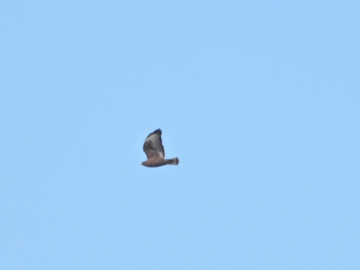 Short-tailed Hawk - ML616309102
