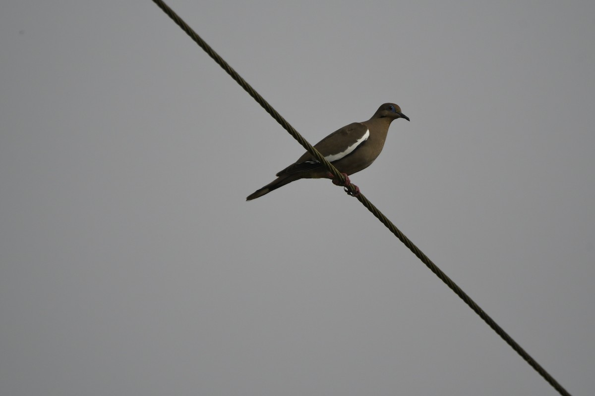 White-winged Dove - ML616309125