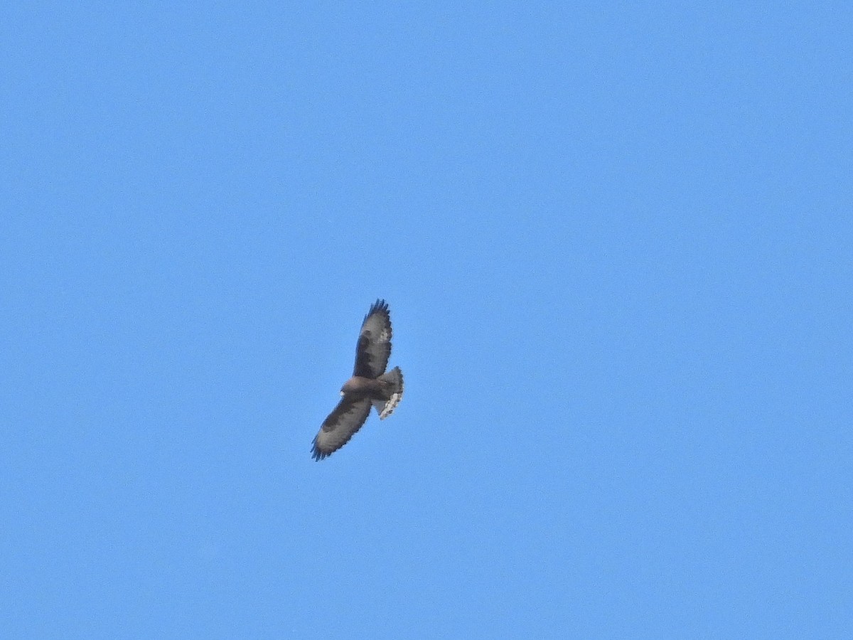 Short-tailed Hawk - ML616309143