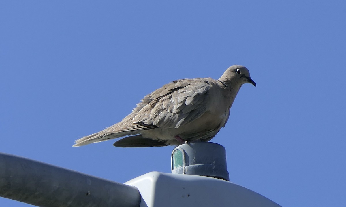 Eurasian Collared-Dove - ML616309251