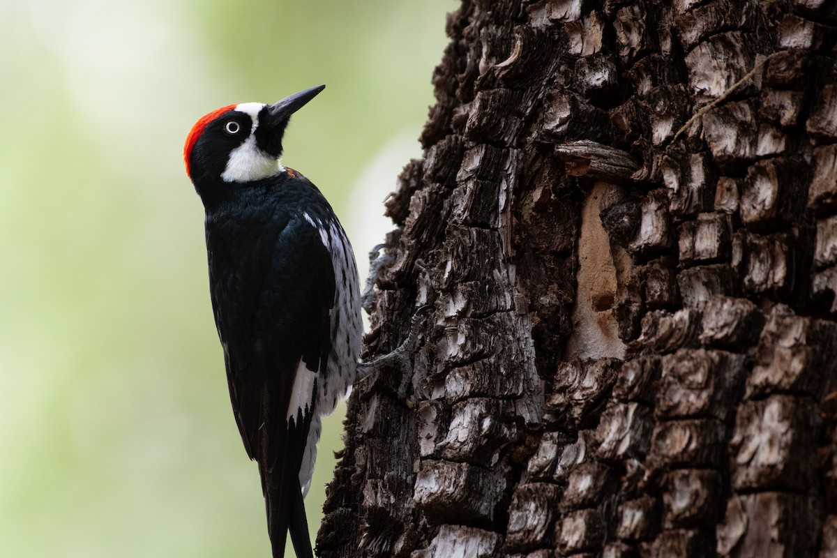 Acorn Woodpecker - ML616309277