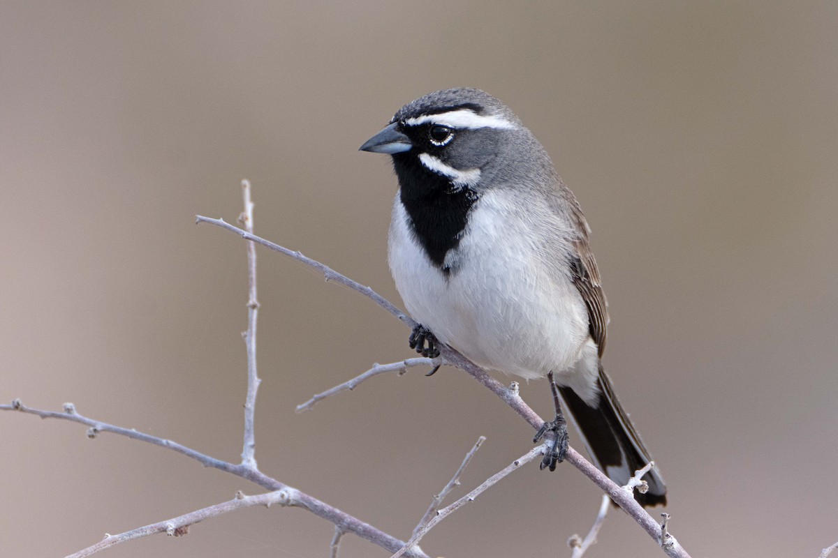 Black-throated Sparrow - ML616309329