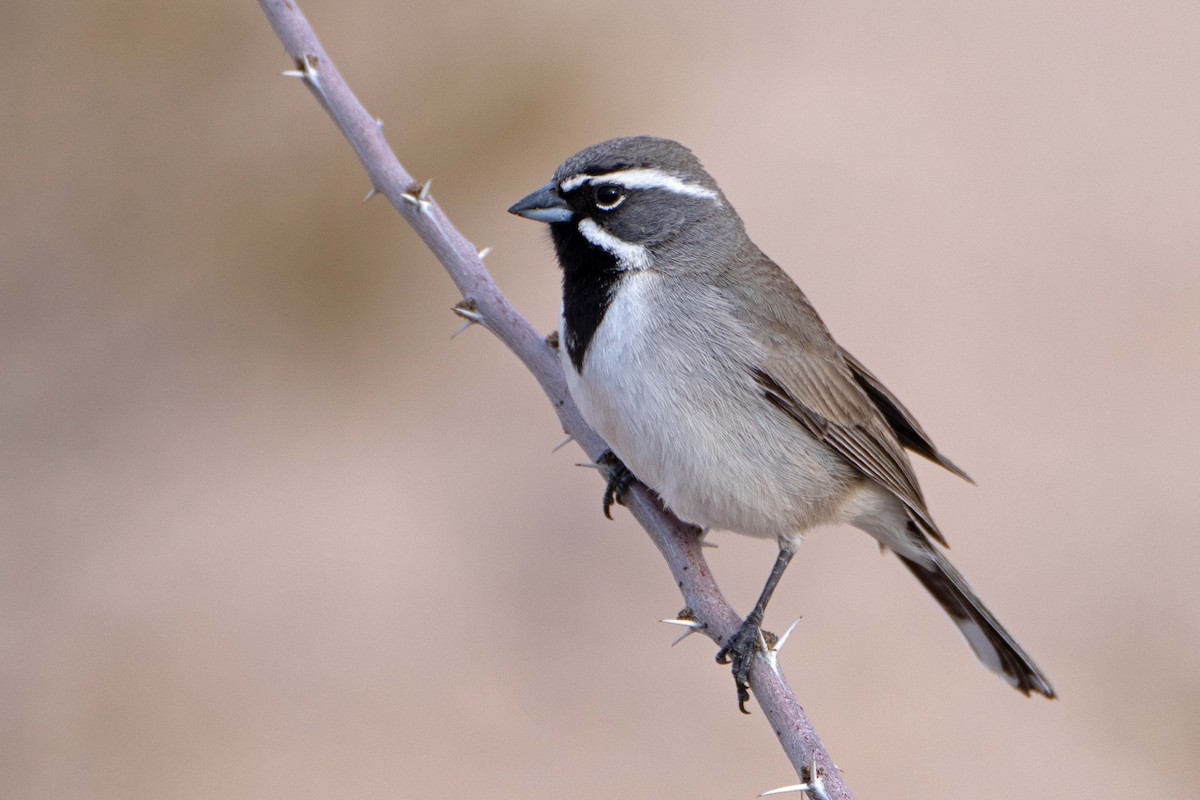 Black-throated Sparrow - ML616309330