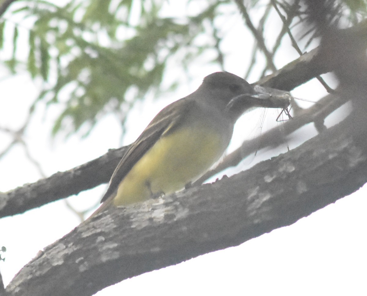 Great Crested Flycatcher - ML616309349