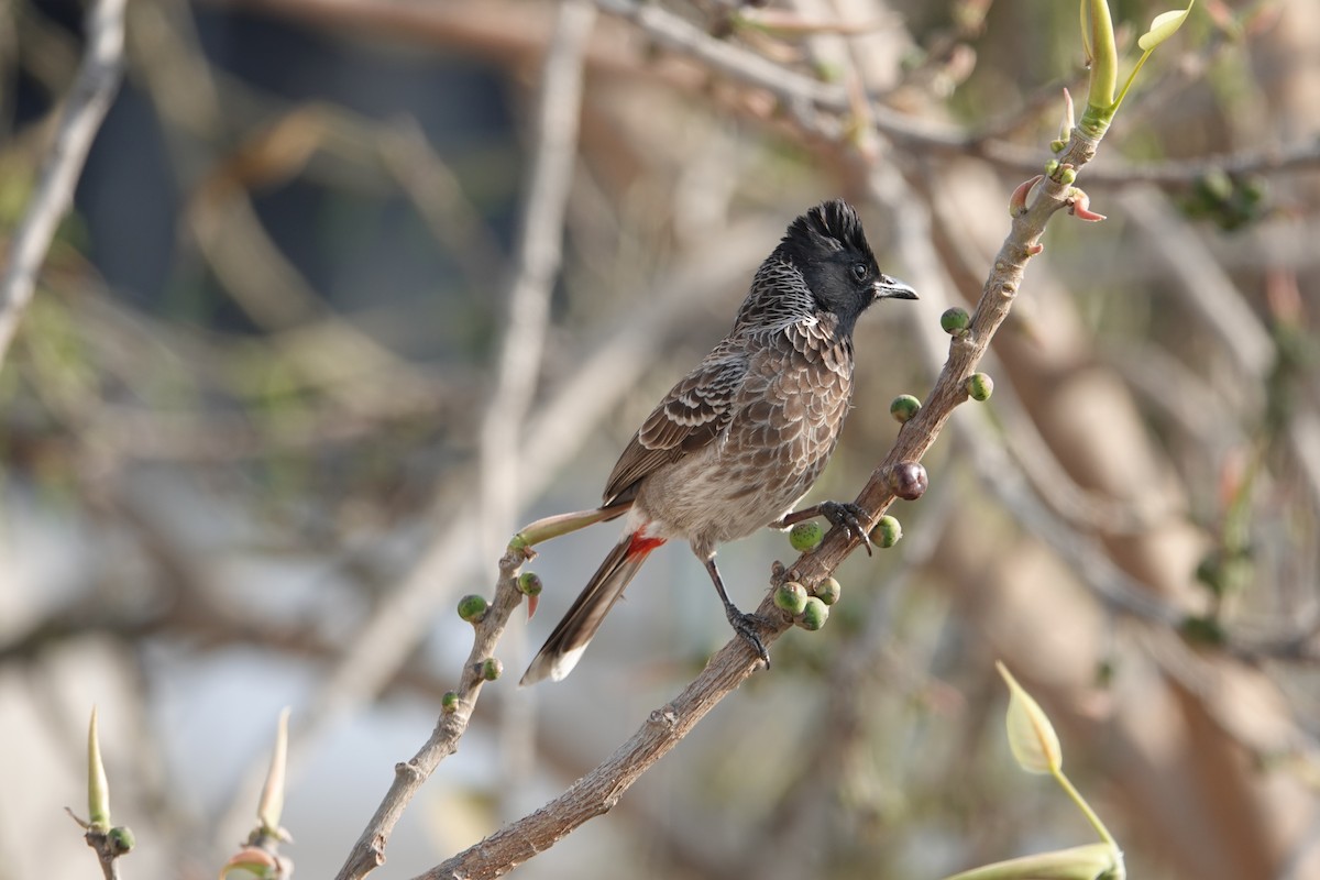 Red-vented Bulbul - ML616309415