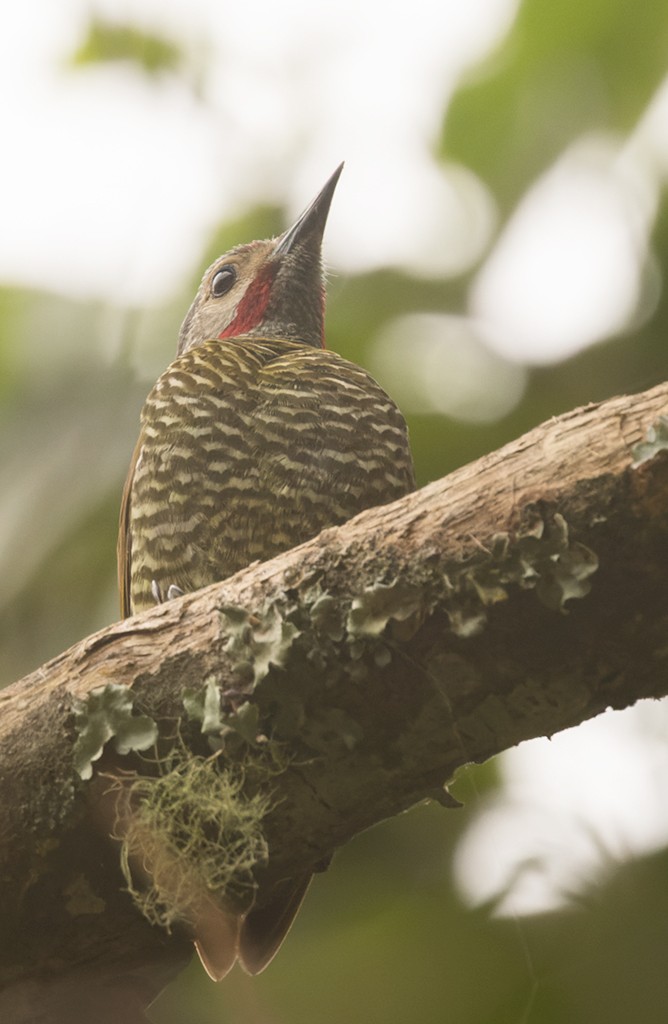 Gray-crowned Woodpecker - ML616309420